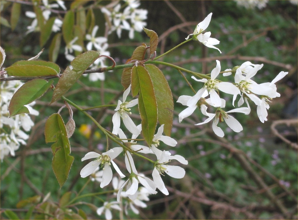 canadian_serviceberry2
